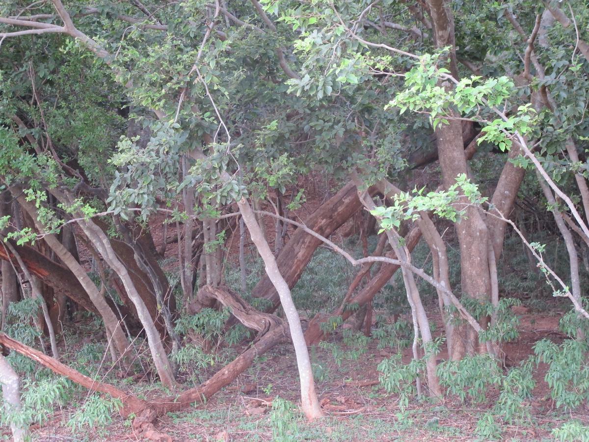 Harties Is Africa Safari Lodge Kosmos Buitenkant foto